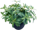 AlphaAcc 9.5" Artificial Plants by AlphaAcc