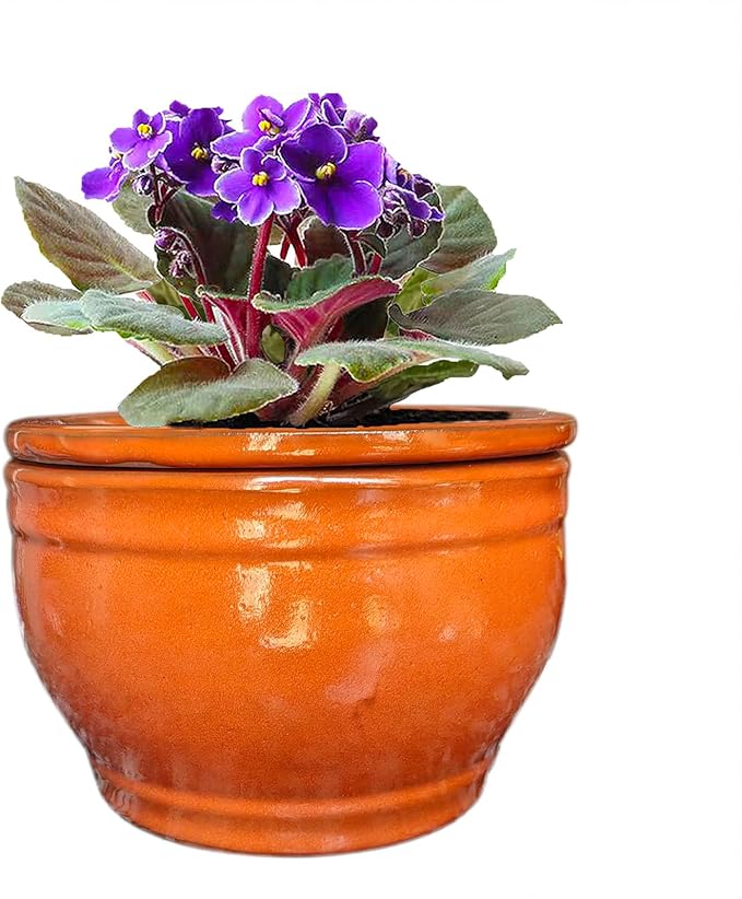 African Violet Pots Self Watering Round Ceramic Violet Pot by Dphagesy