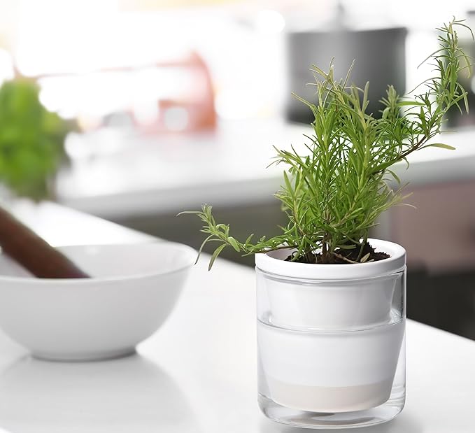 D'vine Dev 4 Inch Design Self Watering Planter - Image 5