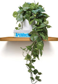 MY ROVALA Silk Plants for Home Decor Indoor in Pot Realistic Artificial Plants by ROVALA