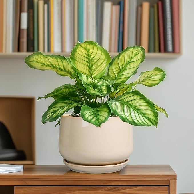 G EPGardening Ceramic Pot for Plants - Image 6