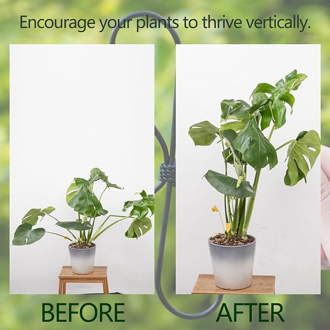 Monstera Plant Stem Support Set - Image 3