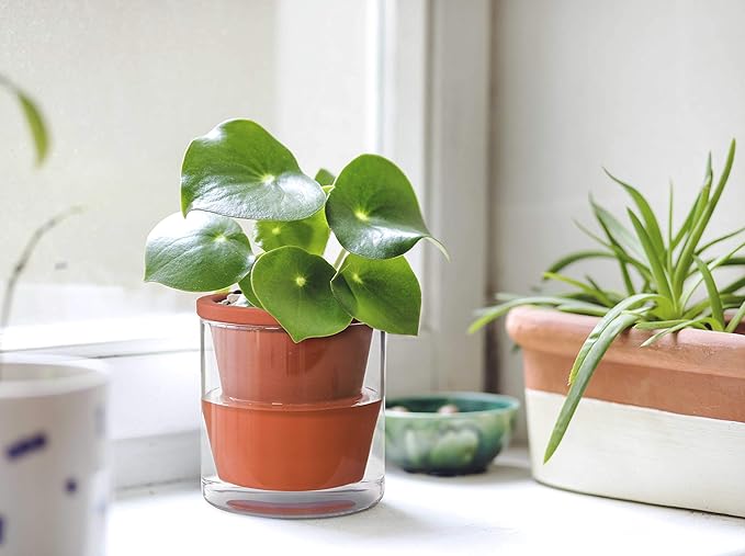 D'vine Dev 4 Inch Design Self Watering Pot - Image 2