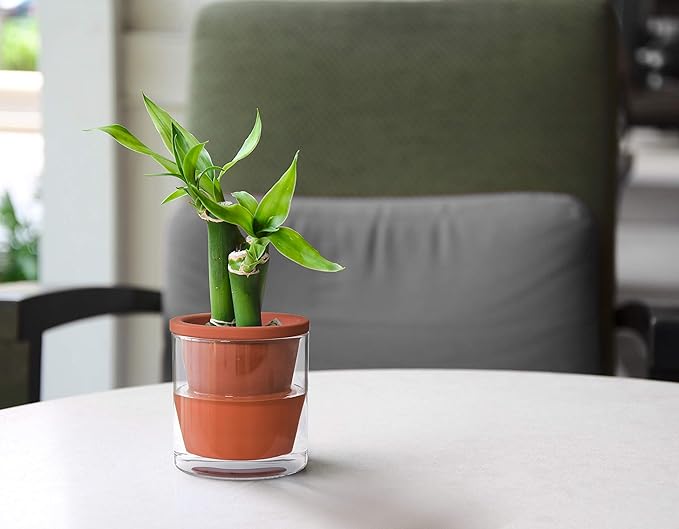 D'vine Dev 4 Inch Design Self Watering Pot - Image 5
