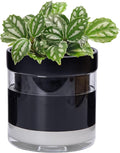 Phoenix Vine 6 Inch Self Watering Terracotta Planter by Phoenix+Vine