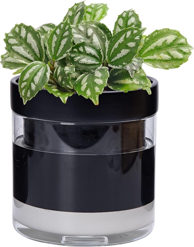 Phoenix Vine 6 Inch Self Watering Terracotta Planter by Phoenix+Vine
