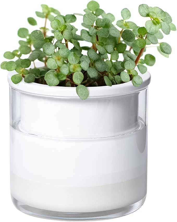 Phoenix Vine 4 Inch Self Watering Planter Pot, Design White Terracotta Pots by Phoenix+Vine