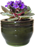 African Violet Pots Self Watering Round Ceramic Violet Pot by Dphagesy