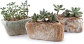 T4U 5.5 Inch Ceramic Succulent Pot Planter by T4U