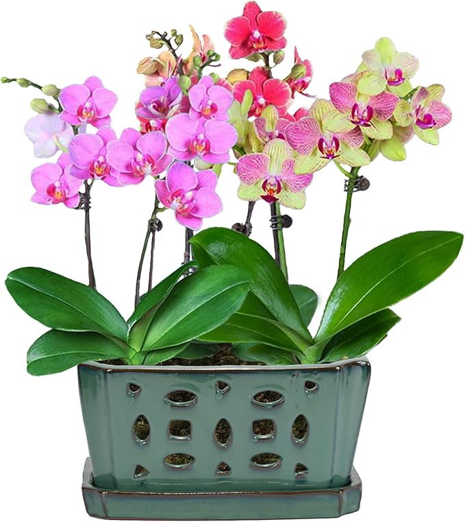 W&W Orchid Pot with Holes and Saucer - Image 6