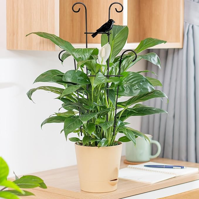 23in Plant Trellis Indoor, Trellis - Image 8