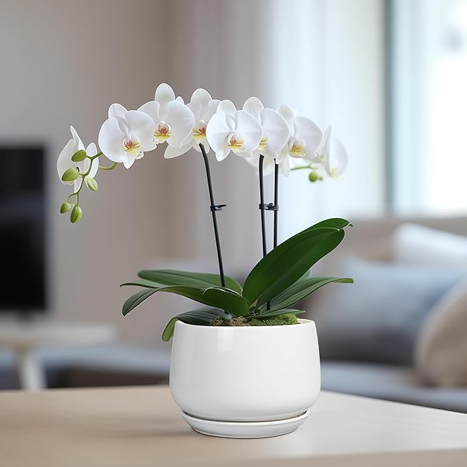 G EPGardening Ceramic Pots for Plants - Image 5