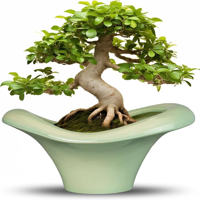 Ceramic Bonsai Pots by Teagas