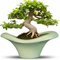 Ceramic Bonsai Pots by Teagas