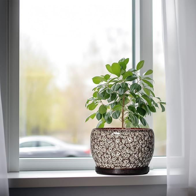 SQOWL Ceramic Planter - Image 4