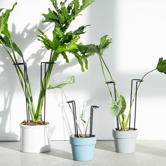 10 Pack Large Iron Monstera Trellis - Image 3
