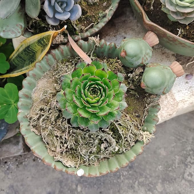 NWFashion Special Design Fun Garden 6INCH Flower Planter Succulent Pot Indoor - Image 6