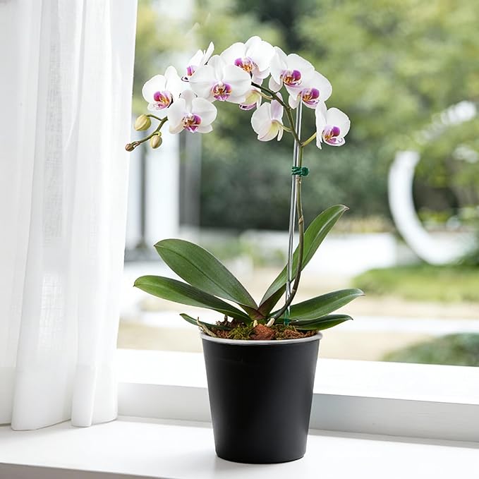 3 Pack of 6in Plastic Cachepot - Image 9