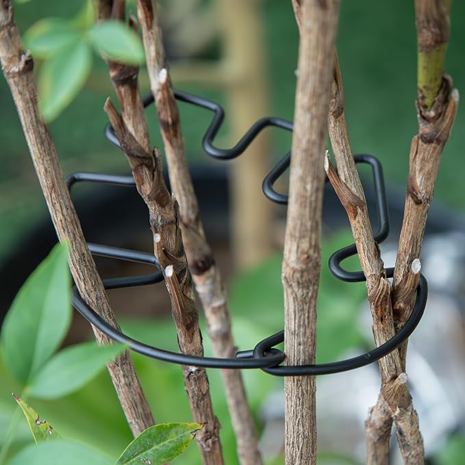 Monstera Plant Stem Support Set - Image 5