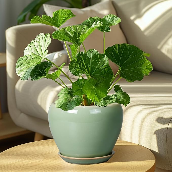 8 Inch Plant Pot - Image 7