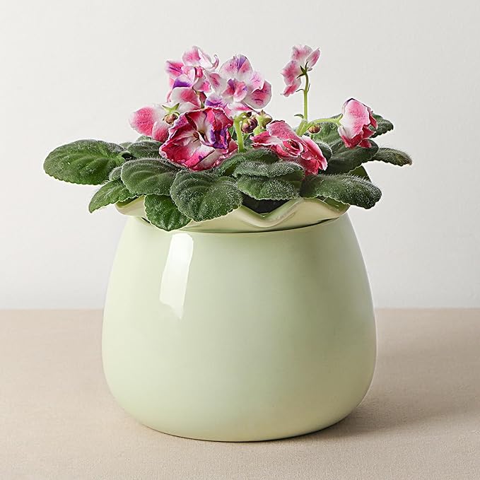 Self Watering Plant Pot, 6 Inch African Violet Pots Maintenance, Ceramic by FayoulasGarden