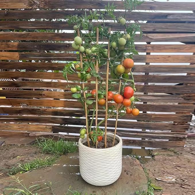 Natural Bamboo Trellis, Fan-Shaped Plant Support Trellis - Image 7