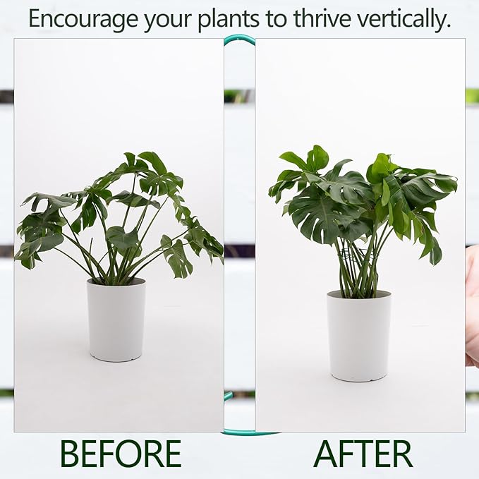 5PCS Monstera Plant Stem Support 7.3*6.25IN Adjustable Holder - Image 3
