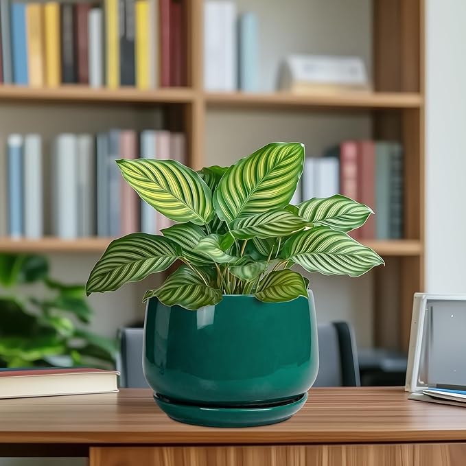 G EPGardening Ceramic Planter for Indoor Plants - Image 8