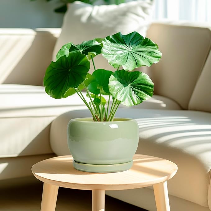 SQOWL 8 Inch Plant Pot - Image 2