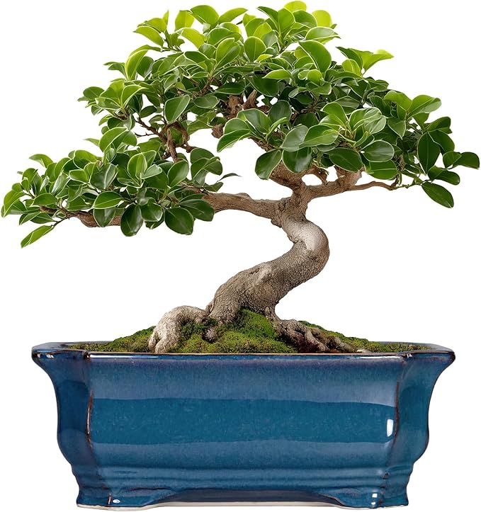 Bonsai Pots 11.6 Inch by Teagas