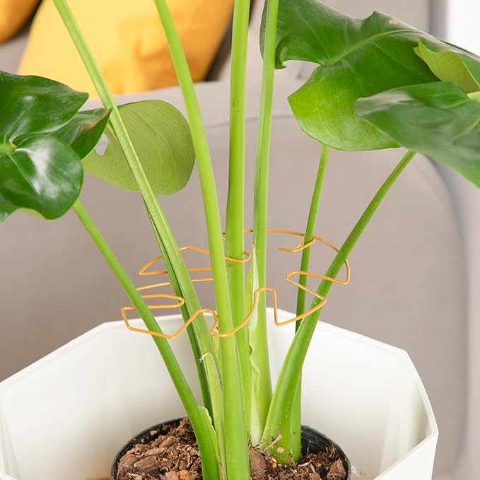 6PCS Iron Monstera Plant Support, Uniquely Designed Indoor Plant Accessories - Image 6
