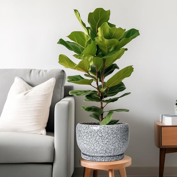 SQOWL Ceramic Planters - Image 2