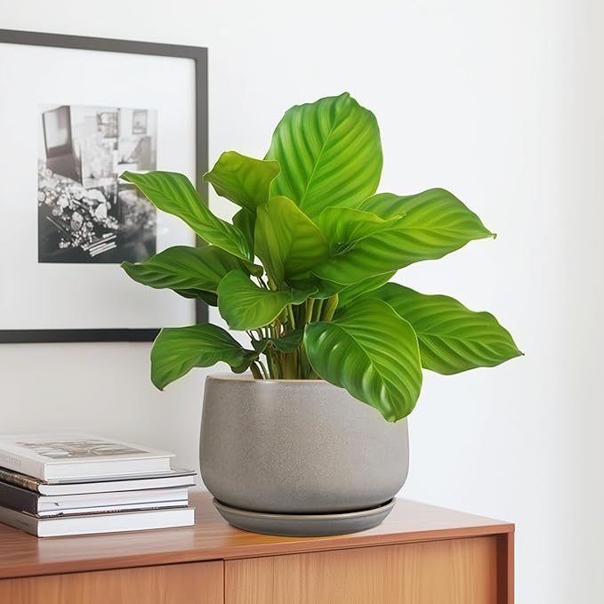 G EPGardening Ceramic Pots for Plants 7 Inch - Image 5