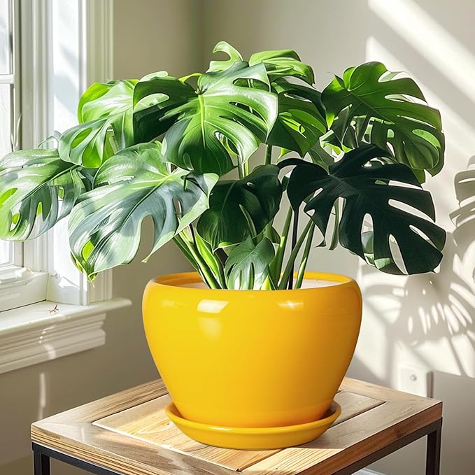 Ceramic Planter - Image 6
