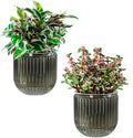 Melphoe Self Watering Pots for Indoor Plants Planter, 5.3 Inch 2 Pack Planters by Melphoe