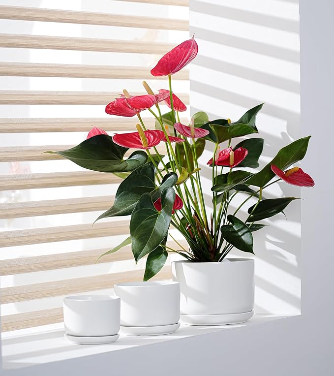 Ton Sin Plant Pots, 4.1+5.1+6.5 inch, Ceramic Planters - Image 4