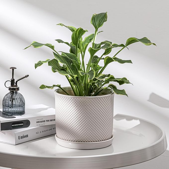 8 Inch Plant Pot: Ceramic Planter - Image 6