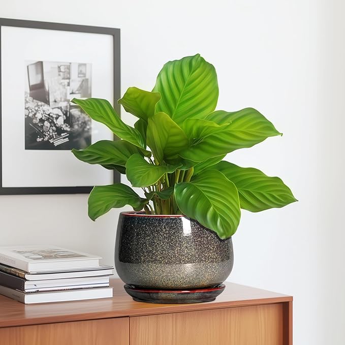 G EPGardening 7 Inch Ceramic Pots - Image 5