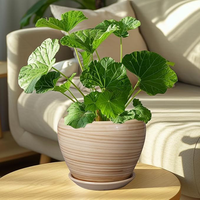 Planter 8 Inch - Indoor/Outdoor Ceramic Plant Pot - Image 7