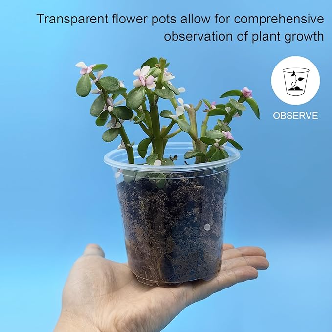 4" Clear Seeding Pots 50-Pack Round - Image 3