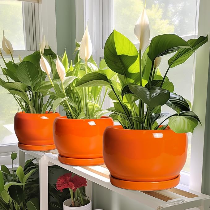 SQOWL Ceramic Plants Pots - Image 5