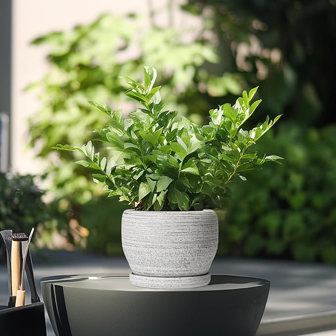 SQOWL Ceramic Planters for Indoor Plants - Image 4
