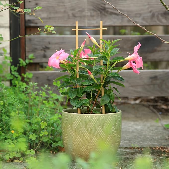 3Pack Bamboo Trellis 16 Inch Ladder Shaped Small Plant Trellis - Image 5
