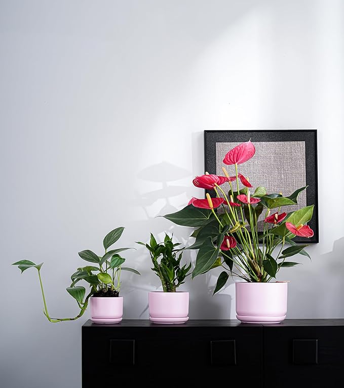 Ton Sin Pink Flower Pots, Ceramic Planter Pot - Image 6