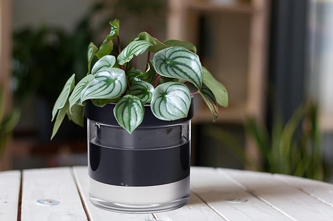 Phoenix Vine 6 Inch Self Watering Planter Pot - Image 4