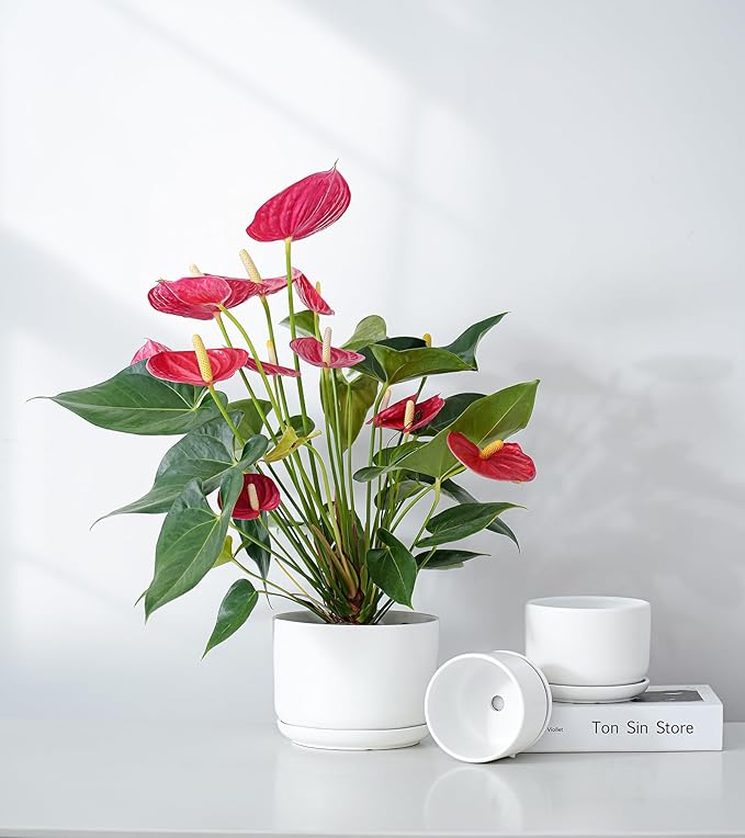 Ton Sin Plant Pots, 4.1+5.1+6.5 inch, Ceramic Planters - Image 6