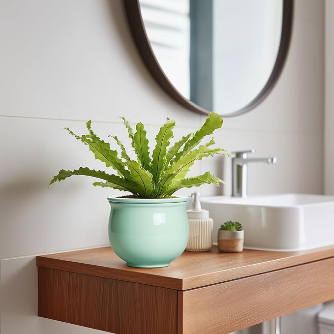 6 Inch African Violet Pots, Ceramic Self Watering Planter - Image 5