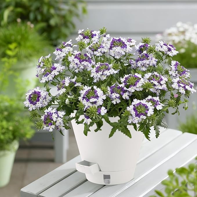 Self-Watering-Pots-for-Indoor-Plants, 8 Inch Flower Pots - Image 7