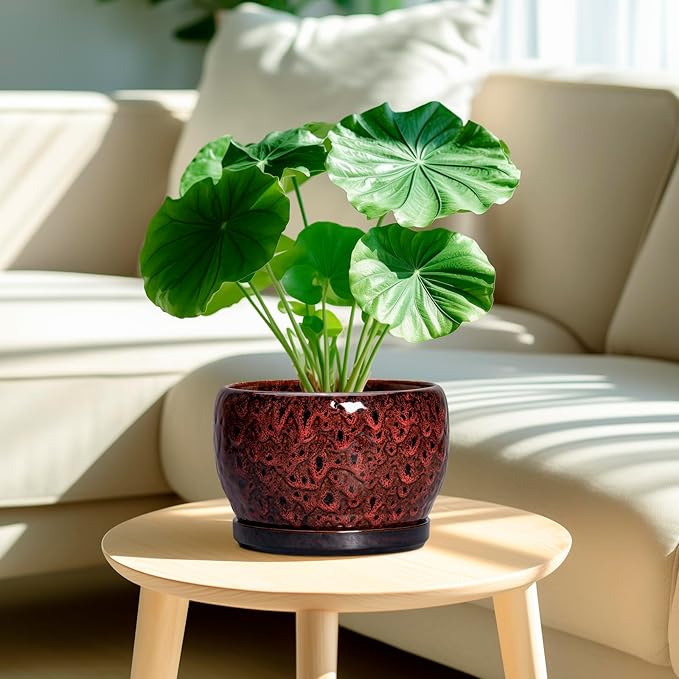 SQOWL Ceramic Plant Pots - Image 2