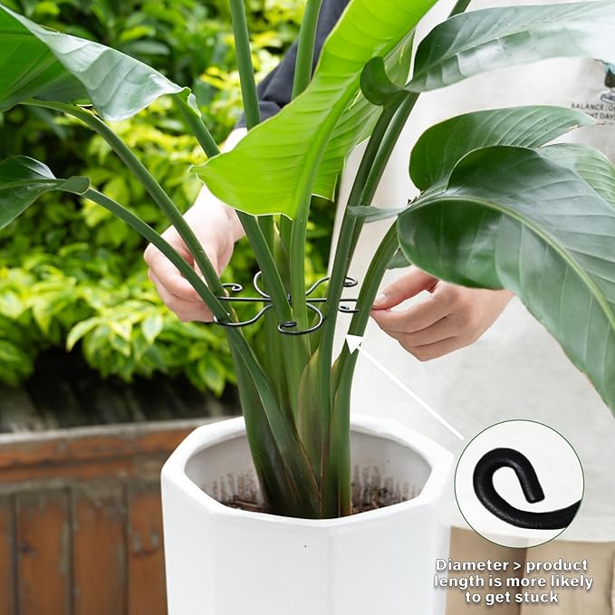 Black Monstera Plant Support 5.5IN 5PCS Premium Stem Support System - Image 4